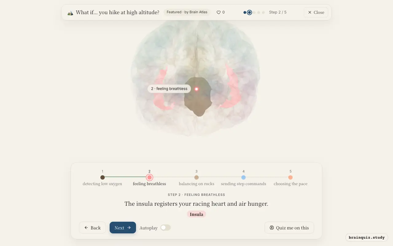 Step 2 of what happens in your brain when you hike at high altitude: Brainstem, Insula lit on the Brain Atlas 3D brain