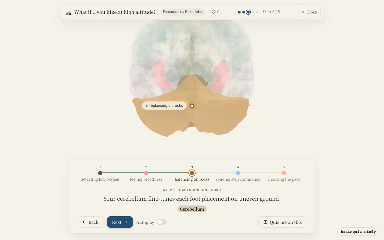 Step 3 of what happens in your brain when you hike at high altitude: Brainstem, Insula, Cerebellum lit on the Brain Atlas 3D brain