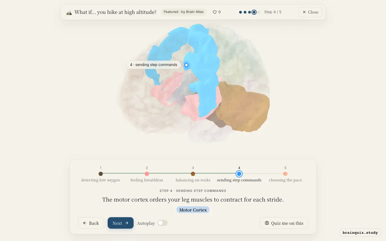 Step 4 of what happens in your brain when you hike at high altitude: Brainstem, Insula, Cerebellum, Motor Cortex lit on the Brain Atlas 3D brain