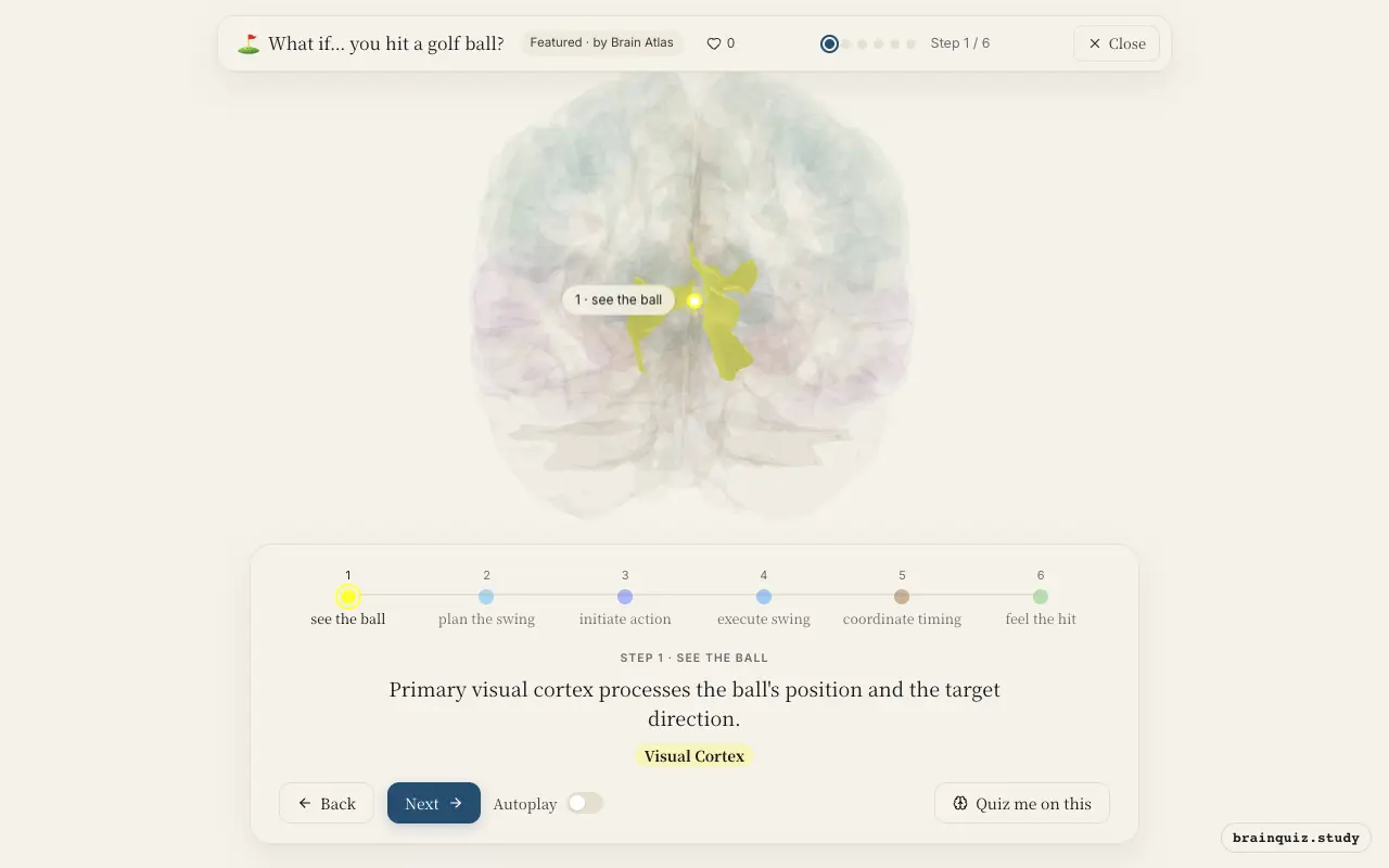 Step 1 of what happens in your brain when you hit a golf ball: Visual Cortex lit on the Brain Atlas 3D brain