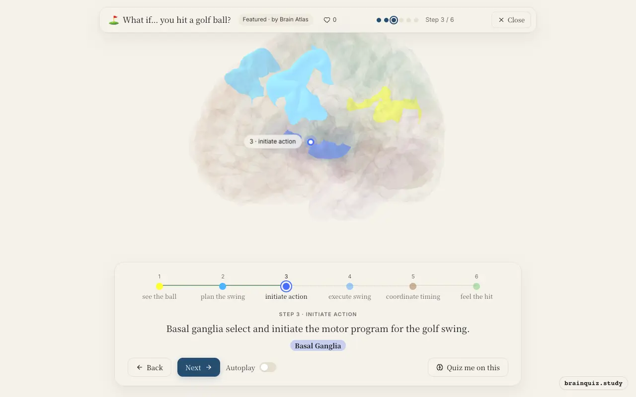 Step 3 of what happens in your brain when you hit a golf ball: Visual Cortex, Premotor Cortex, Basal Ganglia lit on the Brain Atlas 3D brain
