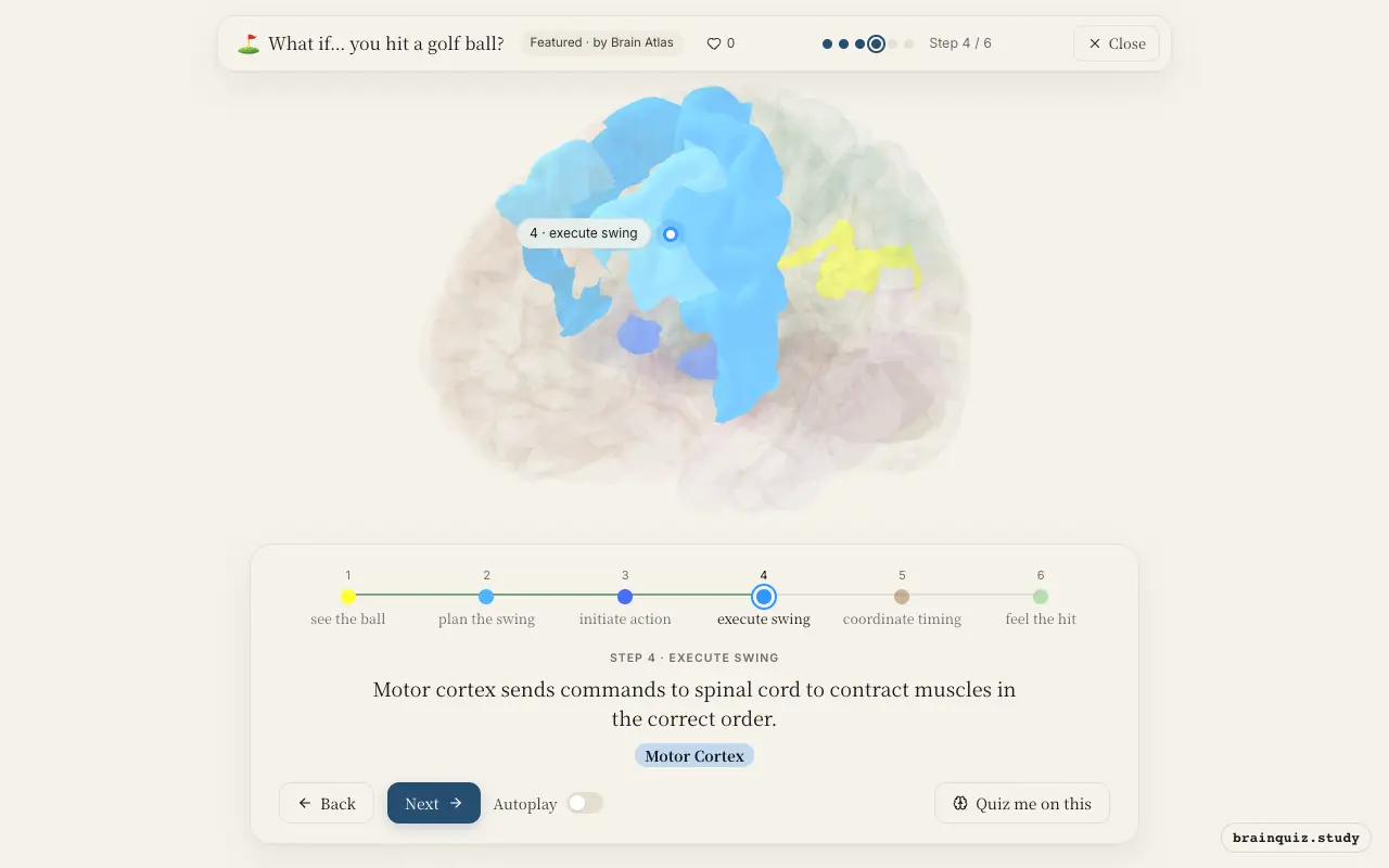 Step 4 of what happens in your brain when you hit a golf ball: Visual Cortex, Premotor Cortex, Basal Ganglia, Motor Cortex lit on the Brain Atlas 3D brain