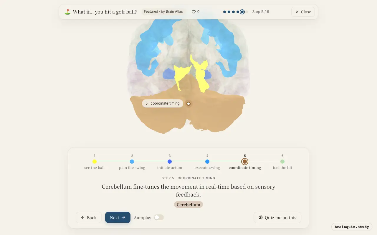 Step 5 of what happens in your brain when you hit a golf ball: Visual Cortex, Premotor Cortex, Basal Ganglia, Motor Cortex, Cerebellum lit on the Brain Atlas 3D brain