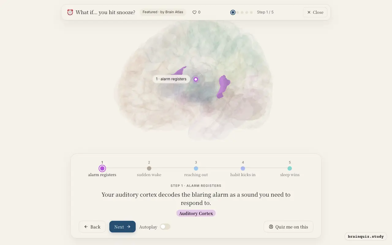 Step 1 of what happens in your brain when you hit snooze: Auditory Cortex lit on the Brain Atlas 3D brain
