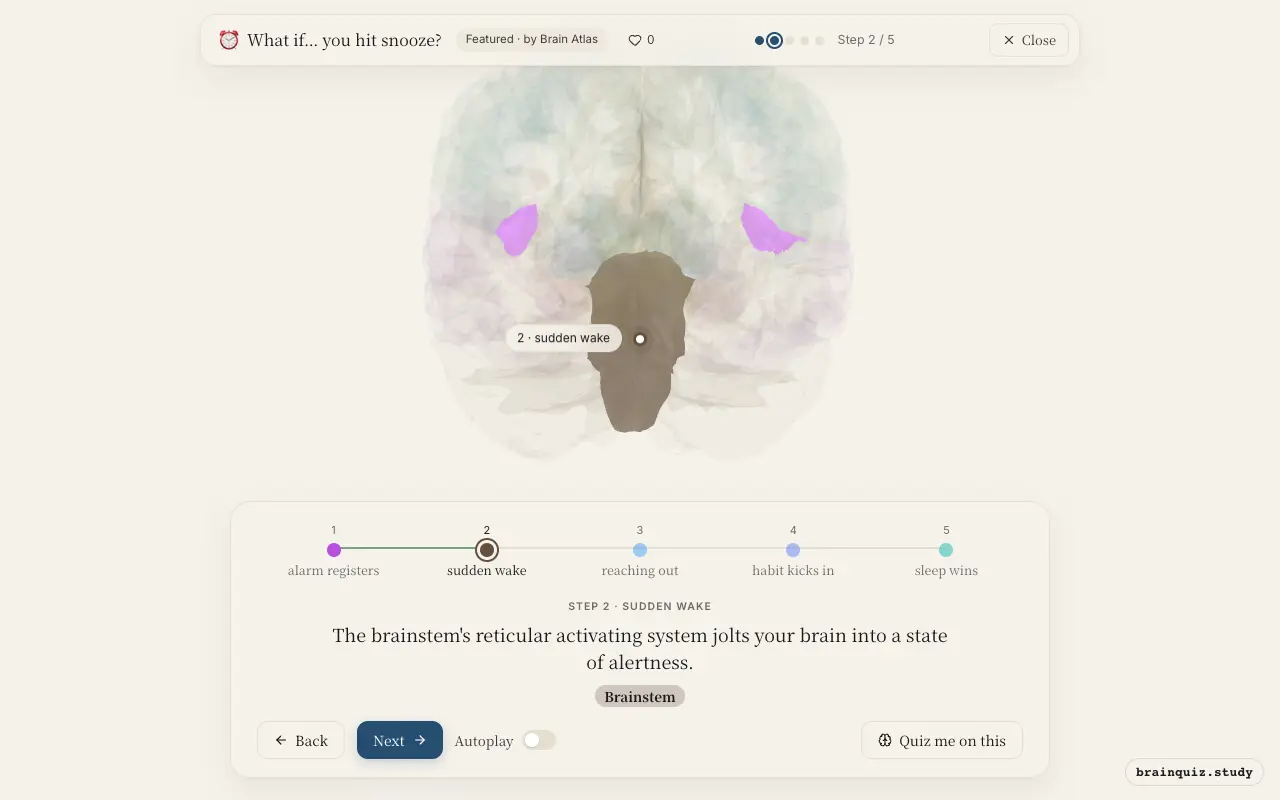 Step 2 of what happens in your brain when you hit snooze: Auditory Cortex, Brainstem lit on the Brain Atlas 3D brain