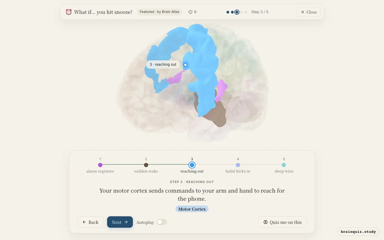 Step 3 of what happens in your brain when you hit snooze: Auditory Cortex, Brainstem, Motor Cortex lit on the Brain Atlas 3D brain
