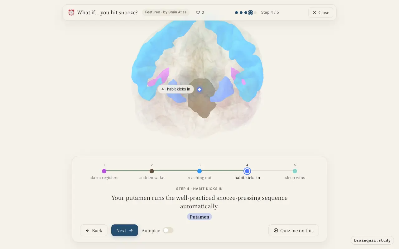 Step 4 of what happens in your brain when you hit snooze: Auditory Cortex, Brainstem, Motor Cortex, Putamen lit on the Brain Atlas 3D brain