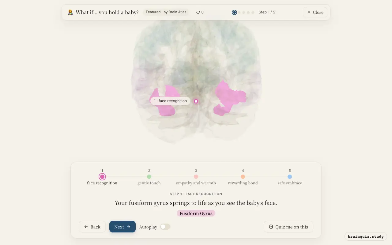 Step 1 of what happens in your brain when you hold a baby: Fusiform Gyrus lit on the Brain Atlas 3D brain