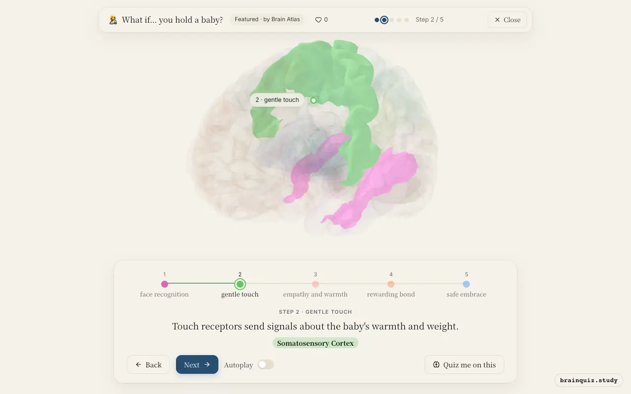 Step 2 of what happens in your brain when you hold a baby: Fusiform Gyrus, Somatosensory Cortex lit on the Brain Atlas 3D brain