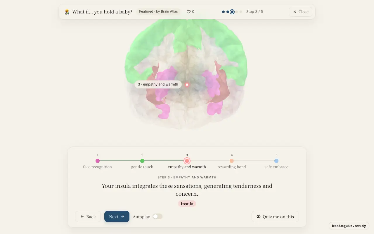 Step 3 of what happens in your brain when you hold a baby: Fusiform Gyrus, Somatosensory Cortex, Insula lit on the Brain Atlas 3D brain