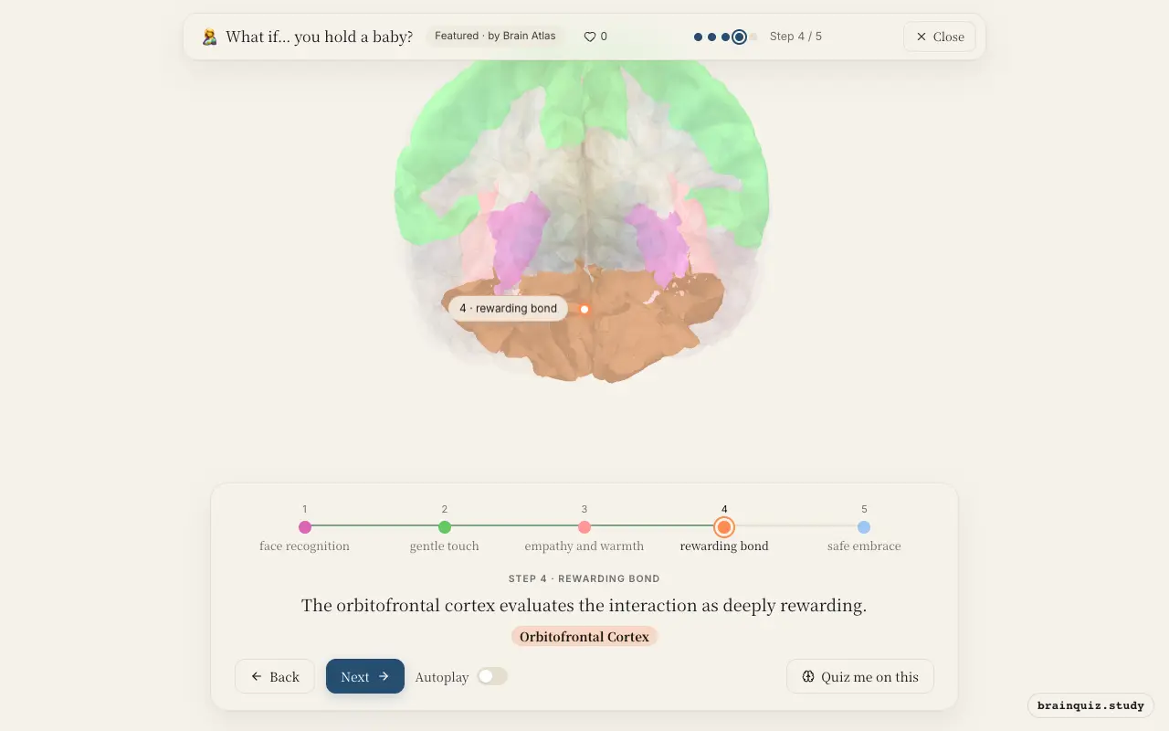 Step 4 of what happens in your brain when you hold a baby: Fusiform Gyrus, Somatosensory Cortex, Insula, Orbitofrontal Cortex lit on the Brain Atlas 3D brain