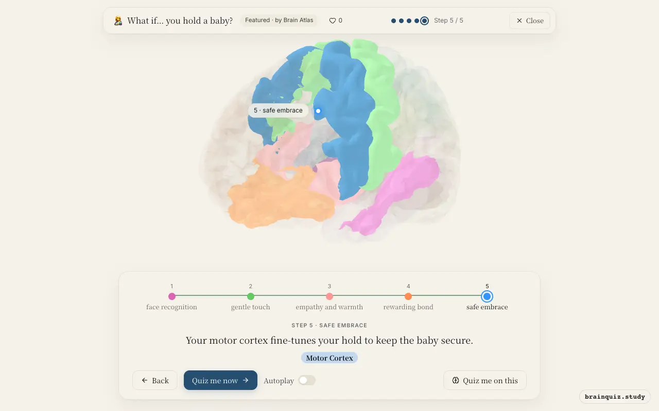 Fusiform Gyrus, Somatosensory Cortex, Insula, Orbitofrontal Cortex, Motor Cortex lit up on the Brain Atlas 3D brain: what happens in your brain when you hold a baby