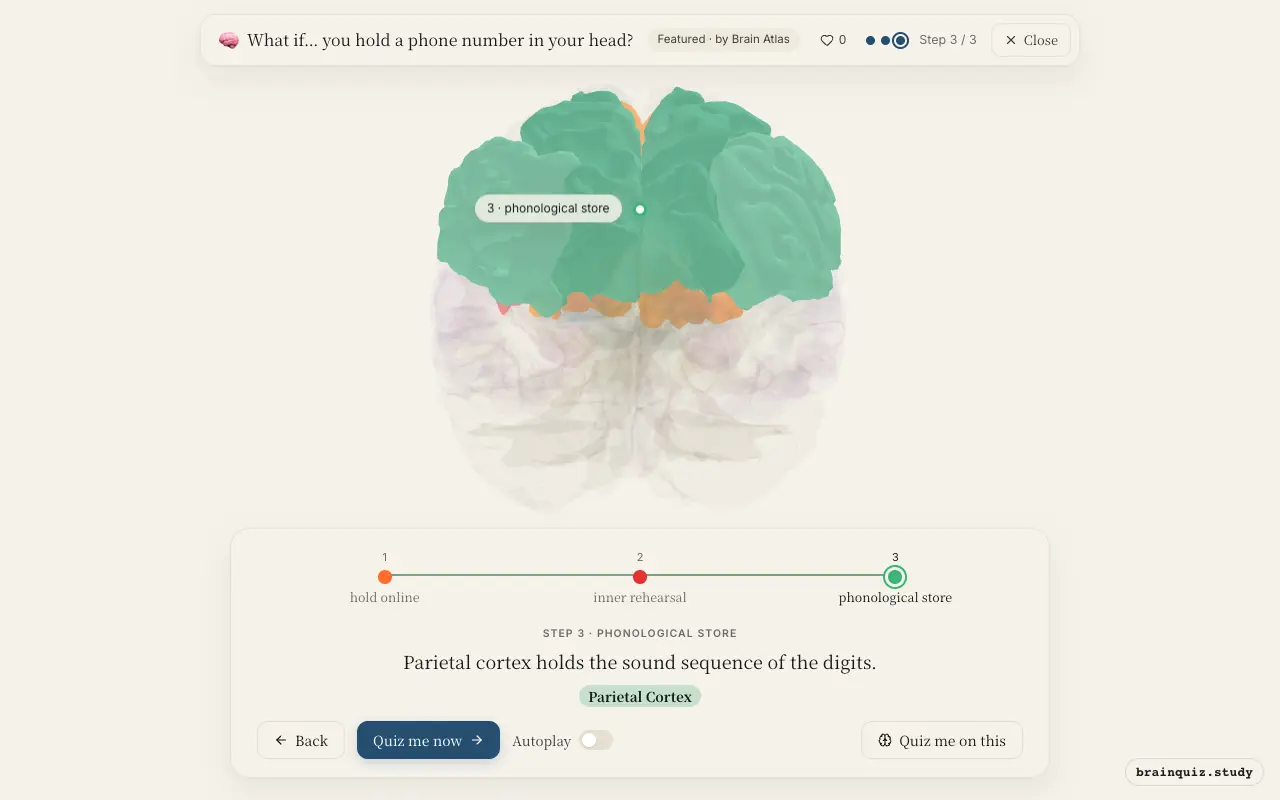 Prefrontal Cortex, Broca's Area, Parietal Cortex lit up on the Brain Atlas 3D brain: what happens in your brain when you hold a phone number in your head