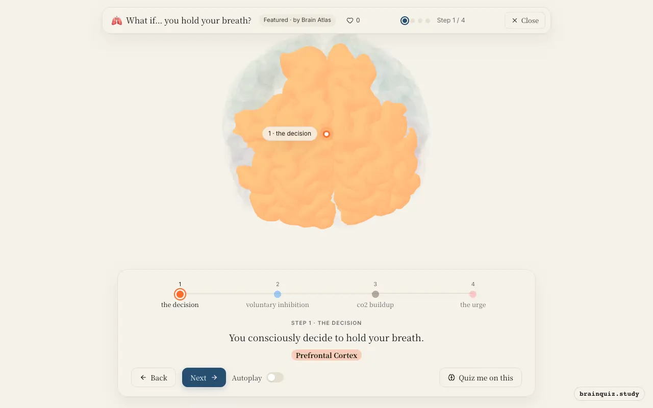Step 1 of what happens in your brain when you hold your breath: Prefrontal Cortex lit on the Brain Atlas 3D brain