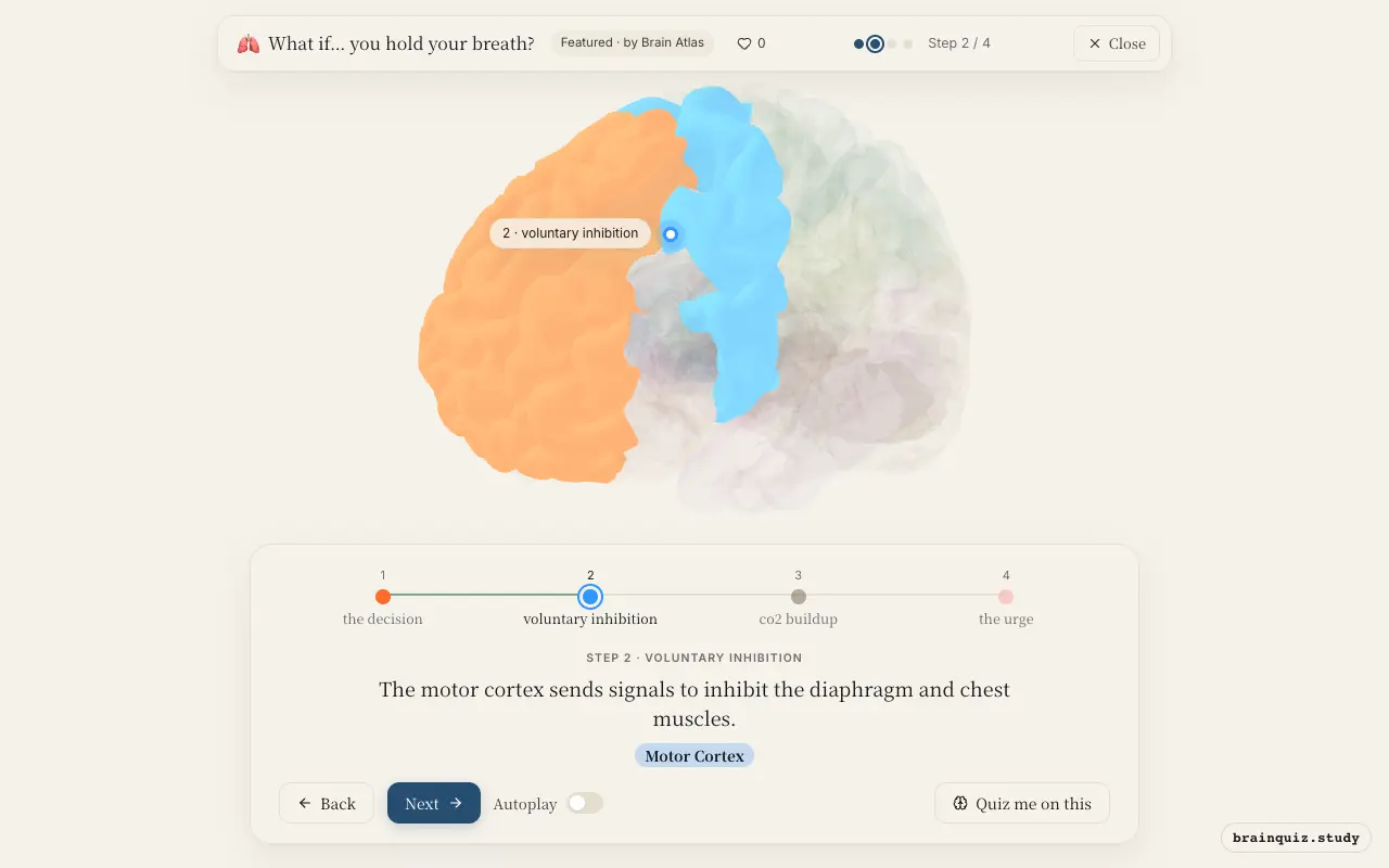 Step 2 of what happens in your brain when you hold your breath: Prefrontal Cortex, Motor Cortex lit on the Brain Atlas 3D brain