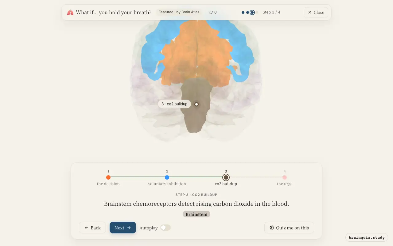 Step 3 of what happens in your brain when you hold your breath: Prefrontal Cortex, Motor Cortex, Brainstem lit on the Brain Atlas 3D brain