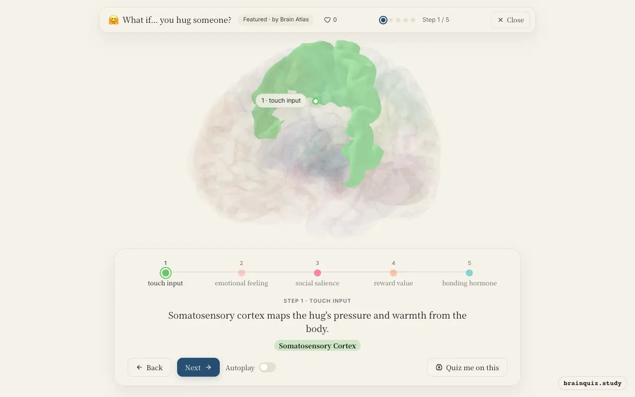 Step 1 of what happens in your brain when you hug someone: Somatosensory Cortex lit on the Brain Atlas 3D brain