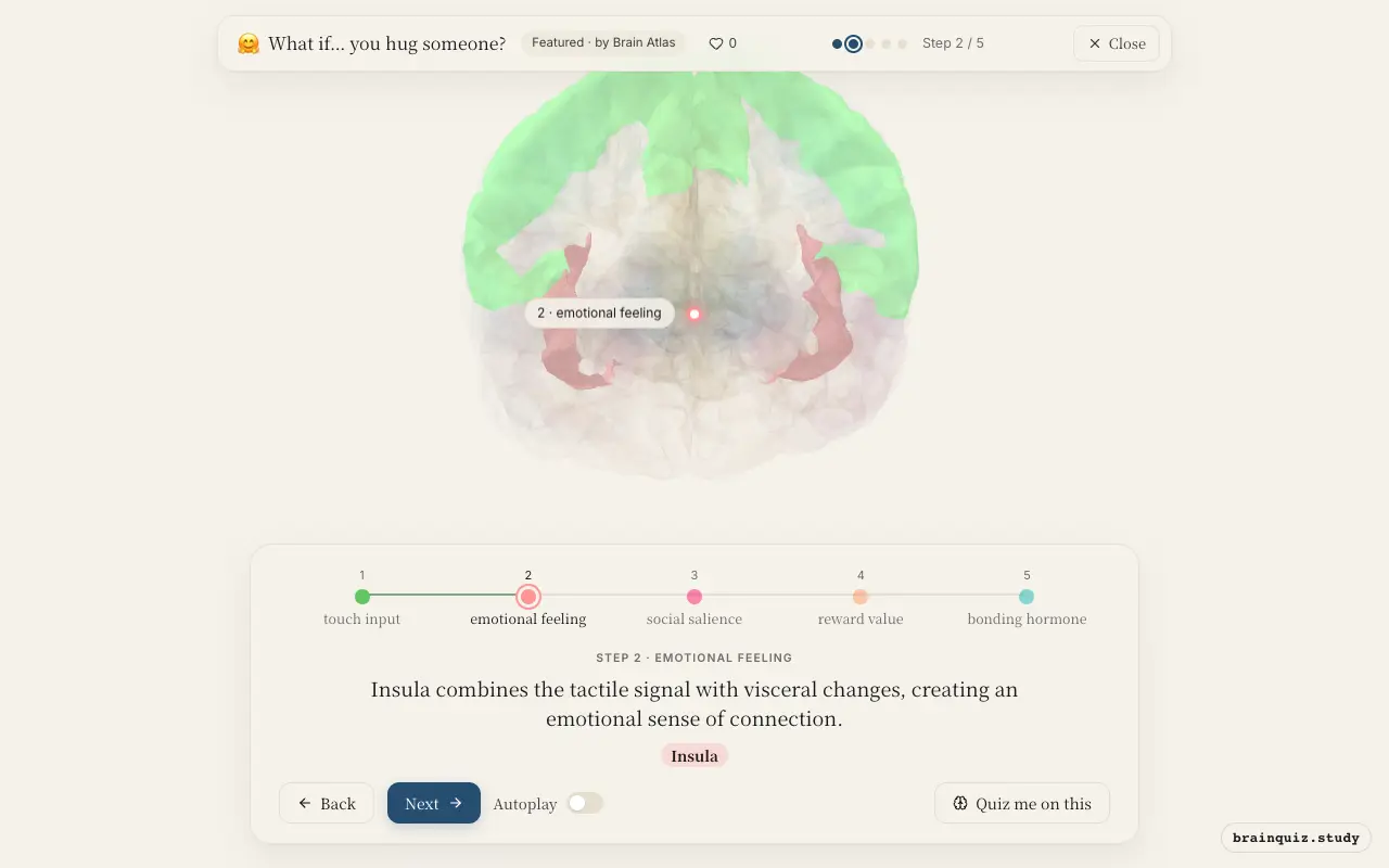 Step 2 of what happens in your brain when you hug someone: Somatosensory Cortex, Insula lit on the Brain Atlas 3D brain