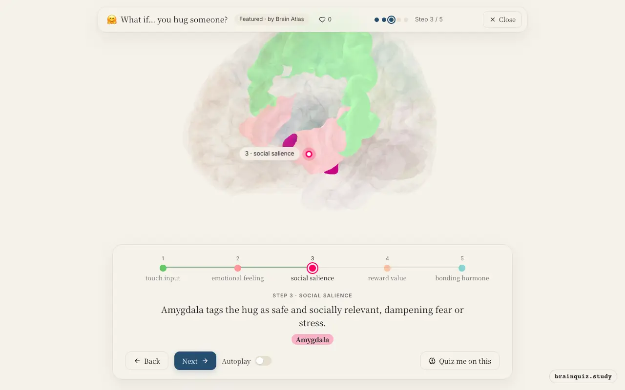 Step 3 of what happens in your brain when you hug someone: Somatosensory Cortex, Insula, Amygdala lit on the Brain Atlas 3D brain