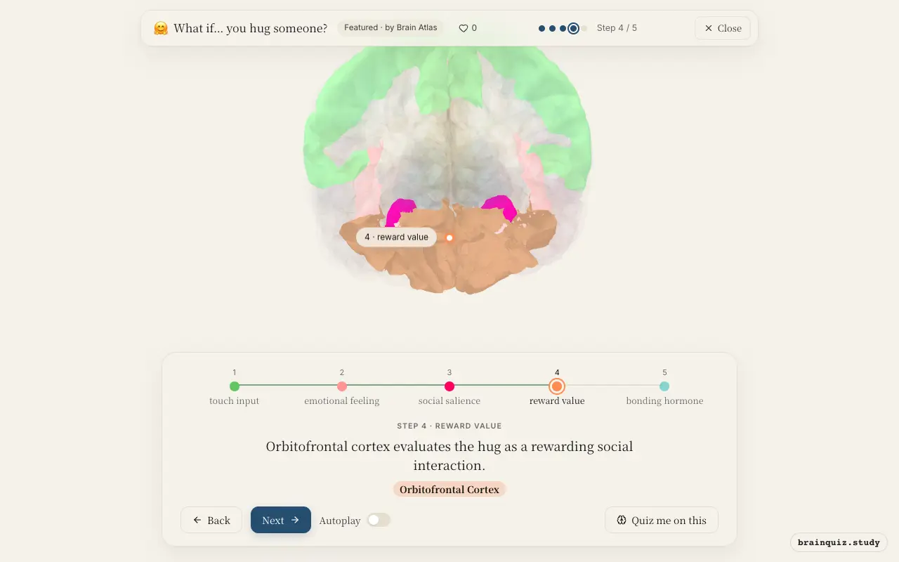 Step 4 of what happens in your brain when you hug someone: Somatosensory Cortex, Insula, Amygdala, Orbitofrontal Cortex lit on the Brain Atlas 3D brain
