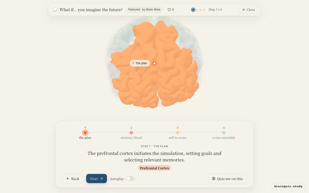 Step 1 of what happens in your brain when you imagine the future: Prefrontal Cortex lit on the Brain Atlas 3D brain