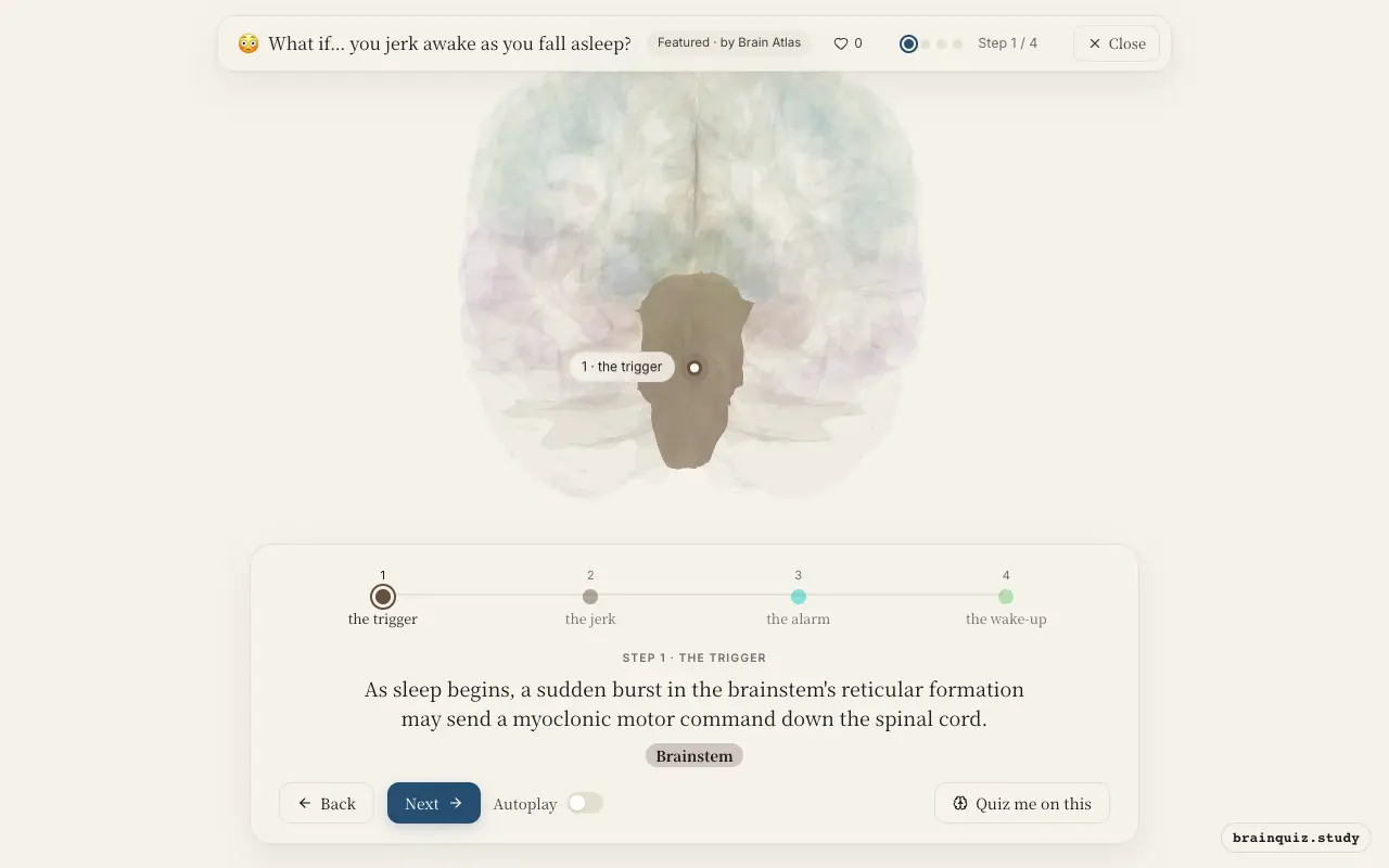 Step 1 of what happens in your brain when you jerk awake as you fall asleep: Brainstem lit on the Brain Atlas 3D brain