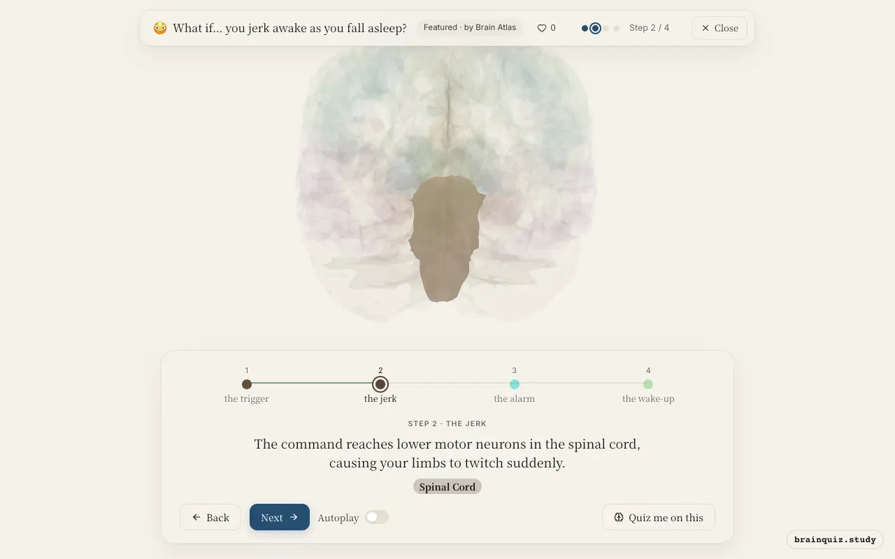 Step 2 of what happens in your brain when you jerk awake as you fall asleep: Brainstem, Spinal Cord lit on the Brain Atlas 3D brain