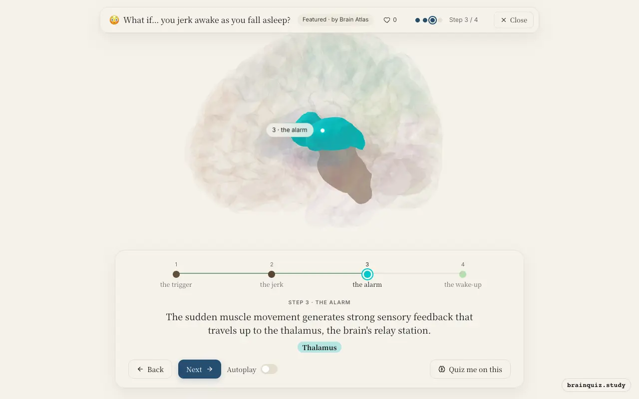 Step 3 of what happens in your brain when you jerk awake as you fall asleep: Brainstem, Spinal Cord, Thalamus lit on the Brain Atlas 3D brain