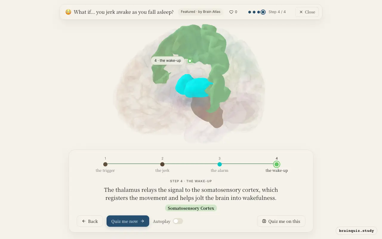 Brainstem, Spinal Cord, Thalamus, Somatosensory Cortex lit up on the Brain Atlas 3D brain: what happens in your brain when you jerk awake as you fall asleep