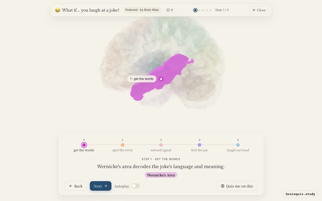 Step 1 of what happens in your brain when you laugh at a joke: Wernicke's Area lit on the Brain Atlas 3D brain