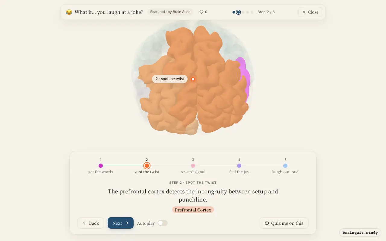 Step 2 of what happens in your brain when you laugh at a joke: Wernicke's Area, Prefrontal Cortex lit on the Brain Atlas 3D brain