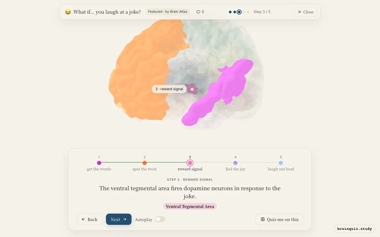 Step 3 of what happens in your brain when you laugh at a joke: Wernicke's Area, Prefrontal Cortex, Ventral Tegmental Area lit on the Brain Atlas 3D brain