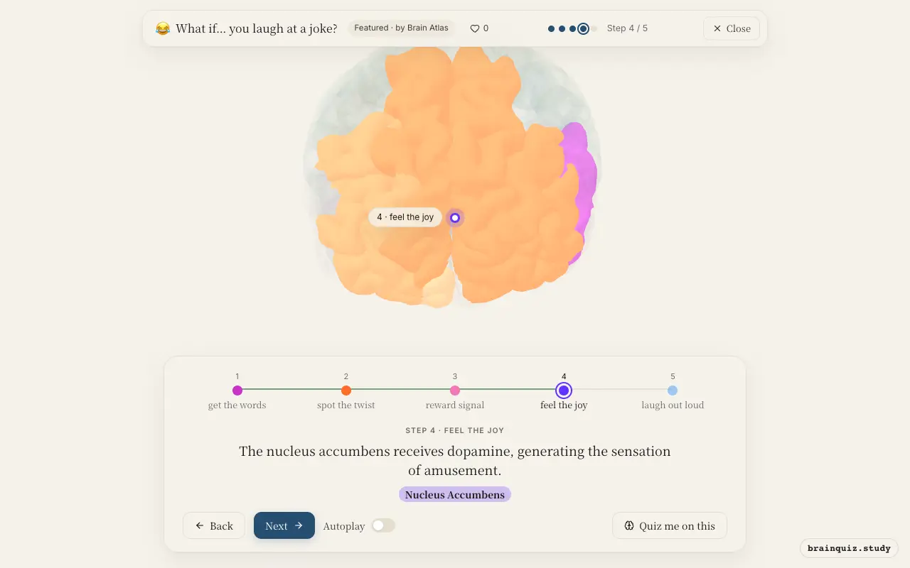 Step 4 of what happens in your brain when you laugh at a joke: Wernicke's Area, Prefrontal Cortex, Ventral Tegmental Area, Nucleus Accumbens lit on the Brain Atlas 3D brain