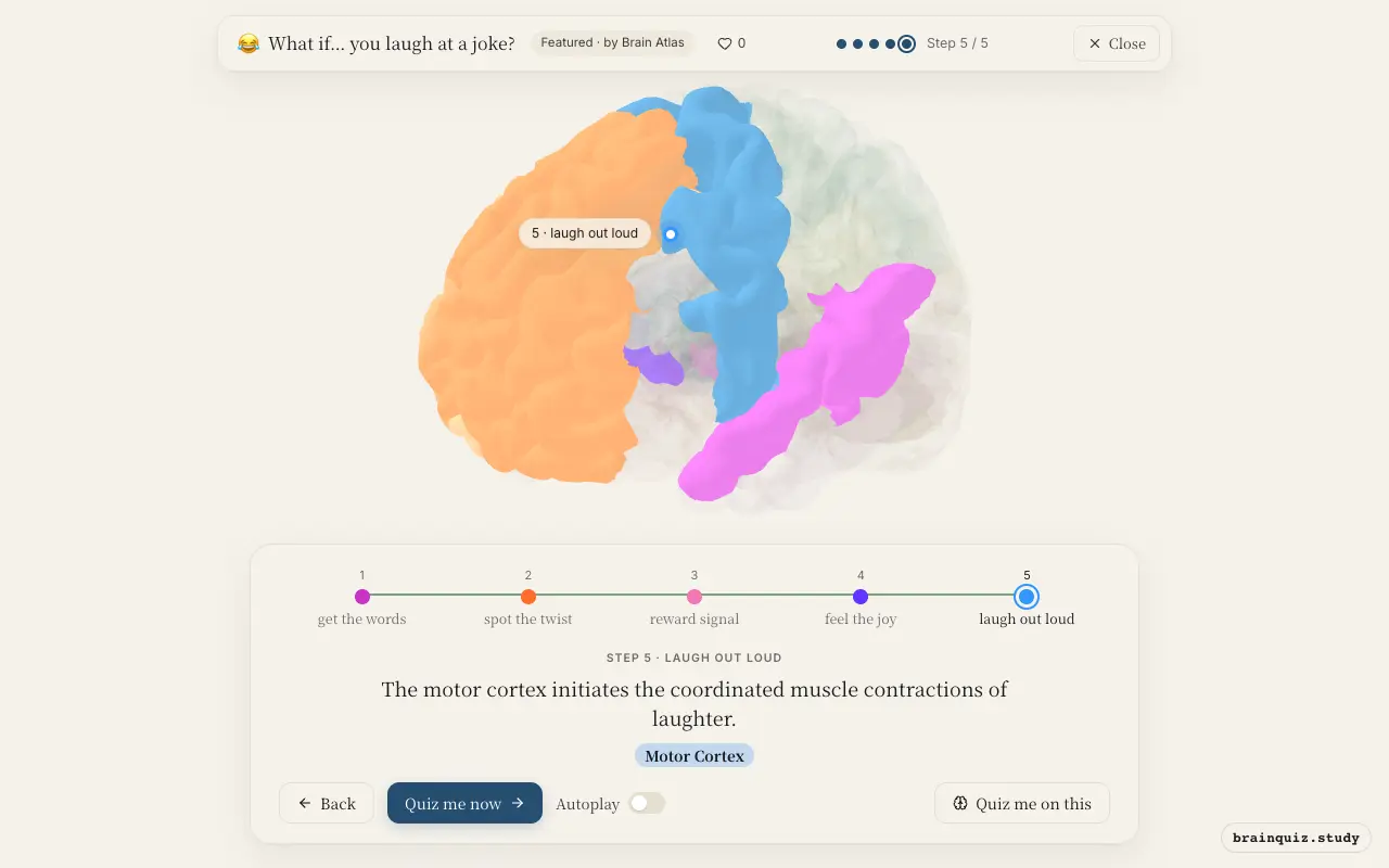 Wernicke's Area, Prefrontal Cortex, Ventral Tegmental Area, Nucleus Accumbens, Motor Cortex lit up on the Brain Atlas 3D brain: what happens in your brain when you laugh at a joke