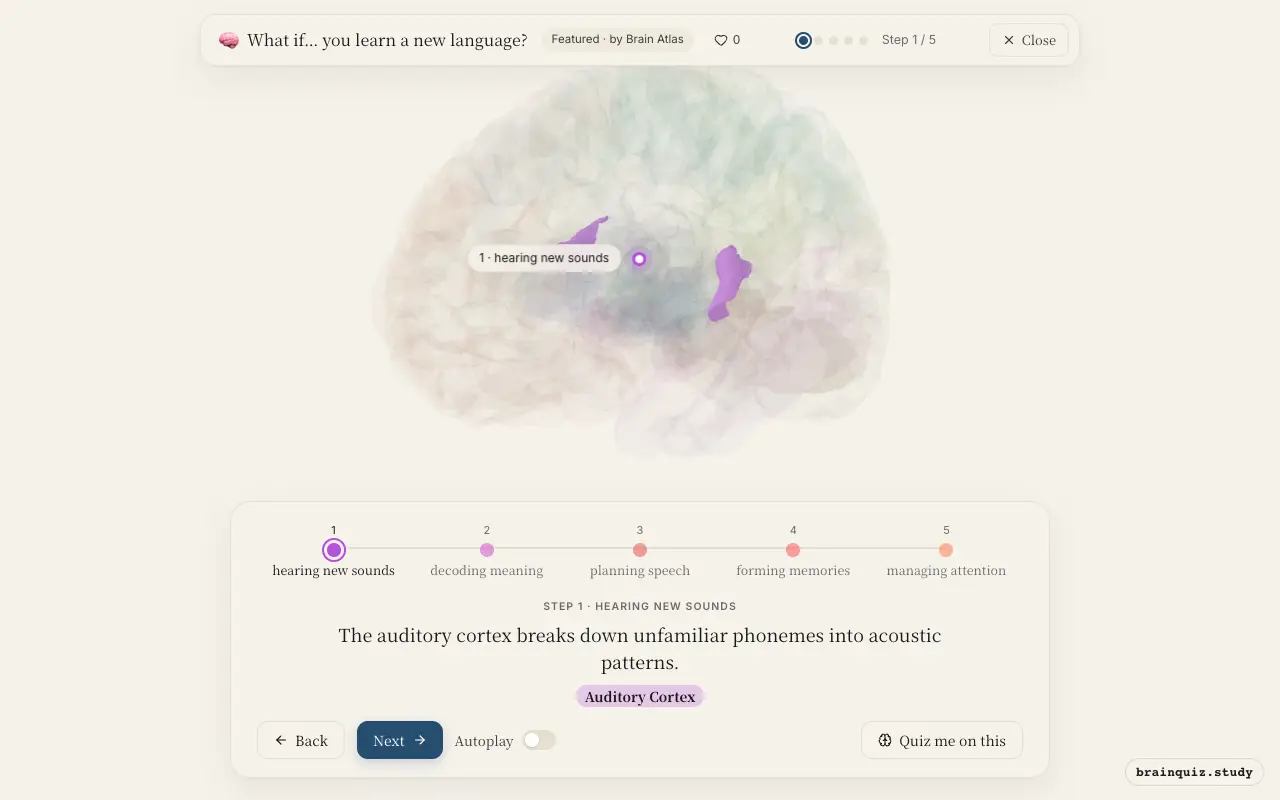 Step 1 of what happens in your brain when you learn a new language: Auditory Cortex lit on the Brain Atlas 3D brain
