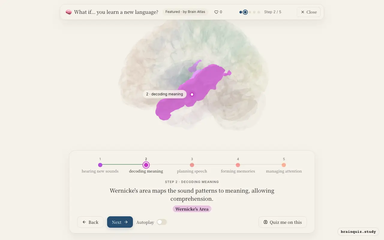 Step 2 of what happens in your brain when you learn a new language: Auditory Cortex, Wernicke's Area lit on the Brain Atlas 3D brain