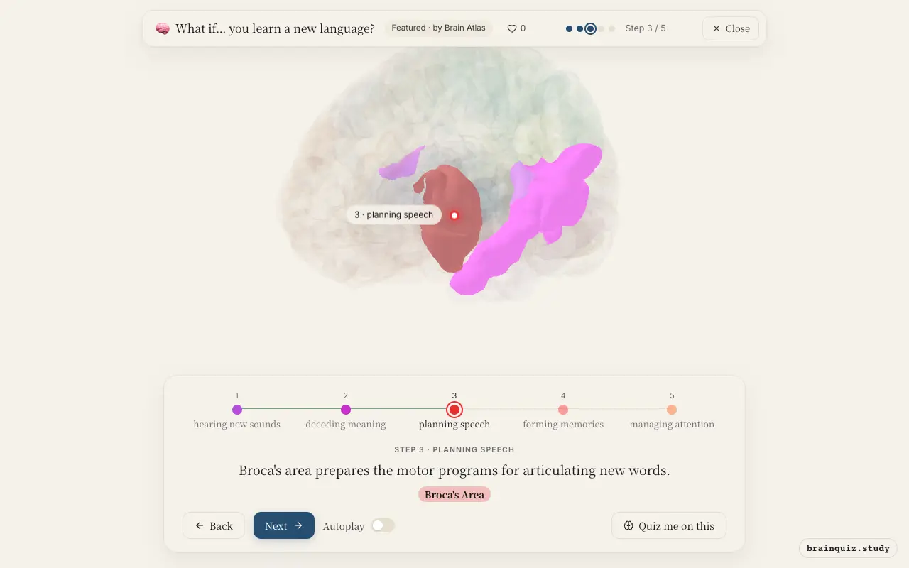 Step 3 of what happens in your brain when you learn a new language: Auditory Cortex, Wernicke's Area, Broca's Area lit on the Brain Atlas 3D brain
