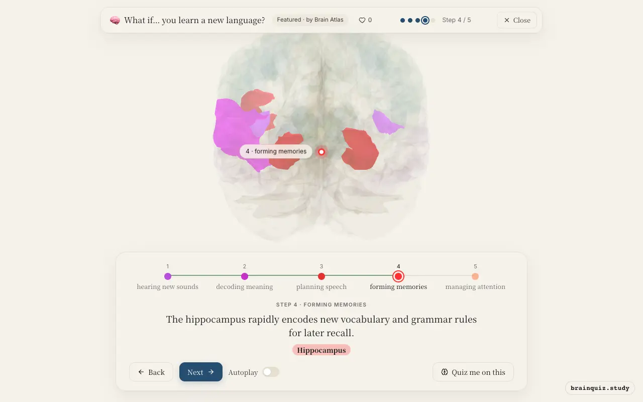 Step 4 of what happens in your brain when you learn a new language: Auditory Cortex, Wernicke's Area, Broca's Area, Hippocampus lit on the Brain Atlas 3D brain