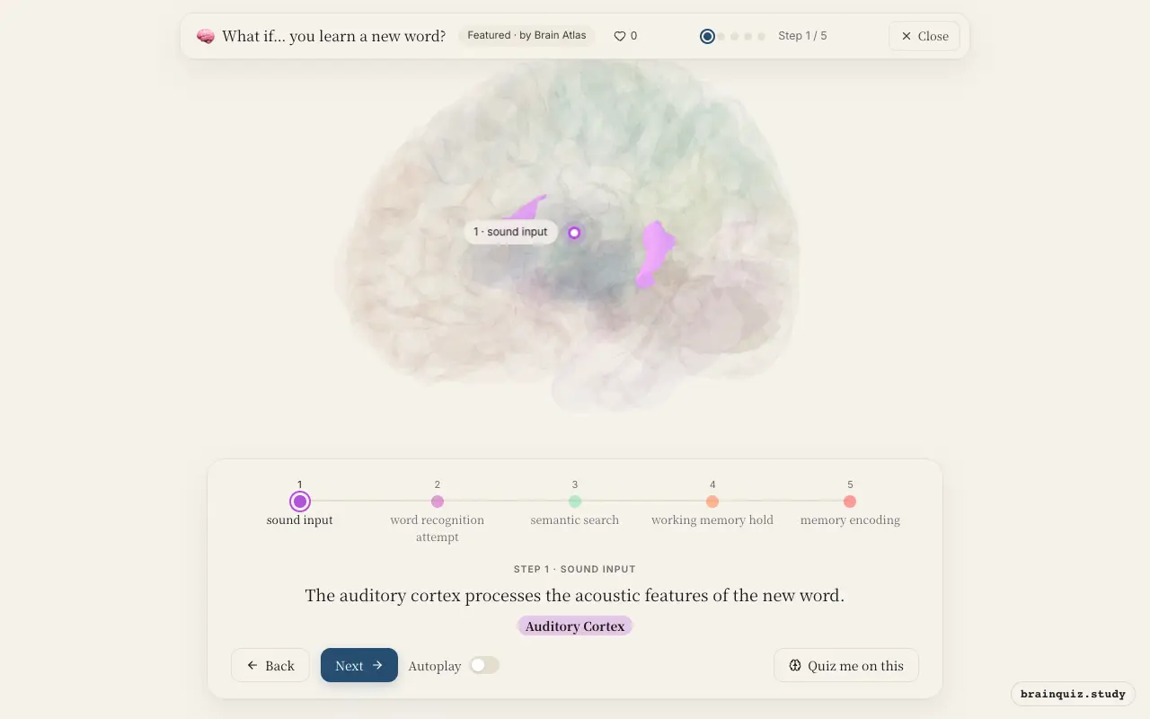 Step 1 of what happens in your brain when you learn a new word: Auditory Cortex lit on the Brain Atlas 3D brain