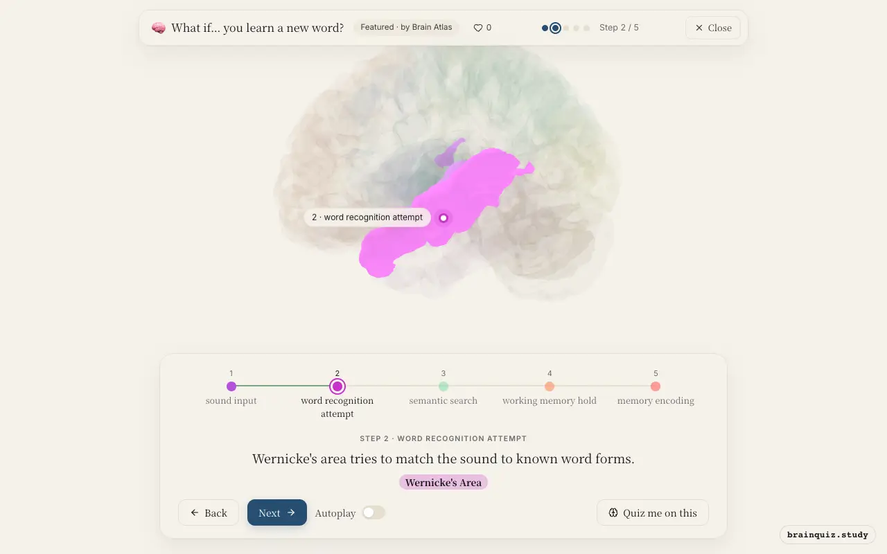 Step 2 of what happens in your brain when you learn a new word: Auditory Cortex, Wernicke's Area lit on the Brain Atlas 3D brain
