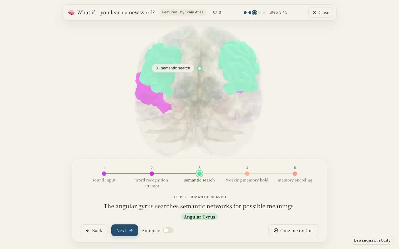 Step 3 of what happens in your brain when you learn a new word: Auditory Cortex, Wernicke's Area, Angular Gyrus lit on the Brain Atlas 3D brain