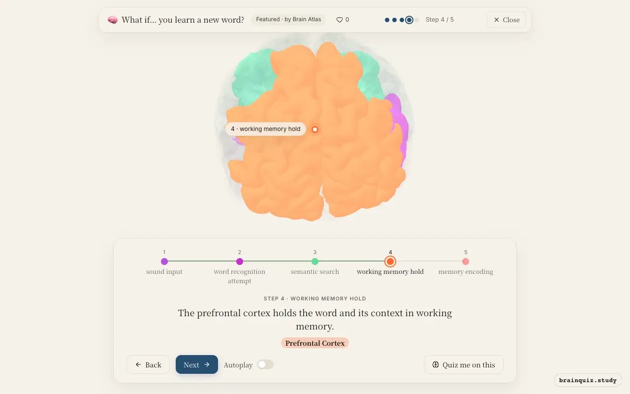 Step 4 of what happens in your brain when you learn a new word: Auditory Cortex, Wernicke's Area, Angular Gyrus, Prefrontal Cortex lit on the Brain Atlas 3D brain