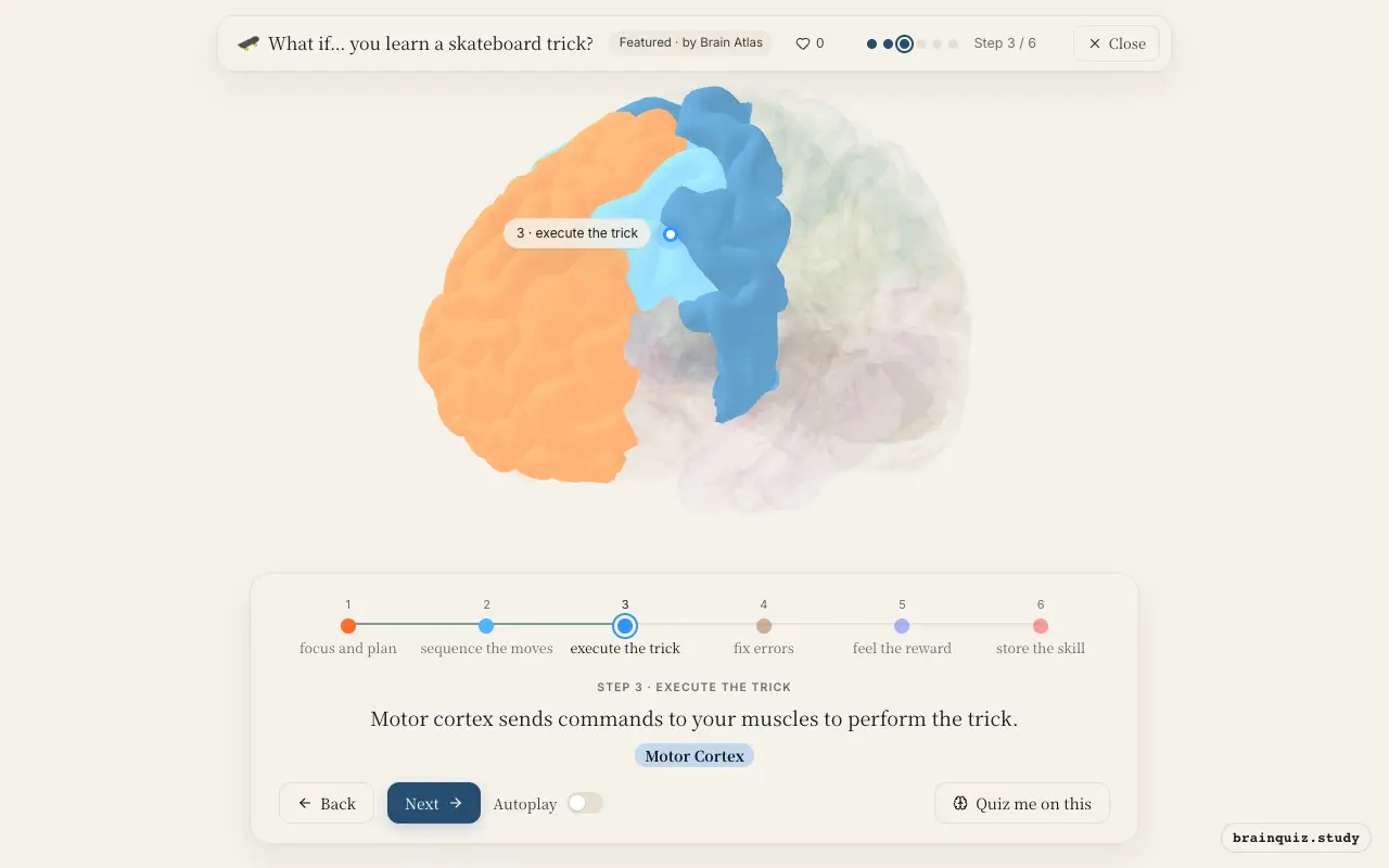 Step 3 of what happens in your brain when you learn a skateboard trick: Prefrontal Cortex, Premotor Cortex, Motor Cortex lit on the Brain Atlas 3D brain