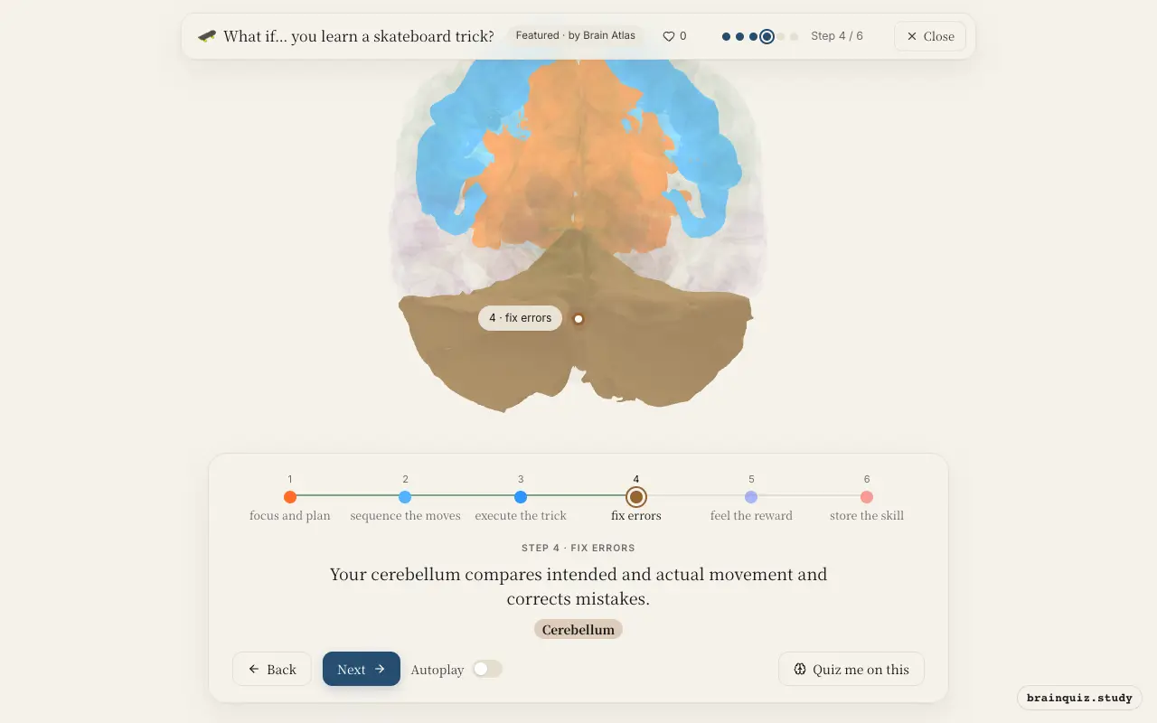 Step 4 of what happens in your brain when you learn a skateboard trick: Prefrontal Cortex, Premotor Cortex, Motor Cortex, Cerebellum lit on the Brain Atlas 3D brain