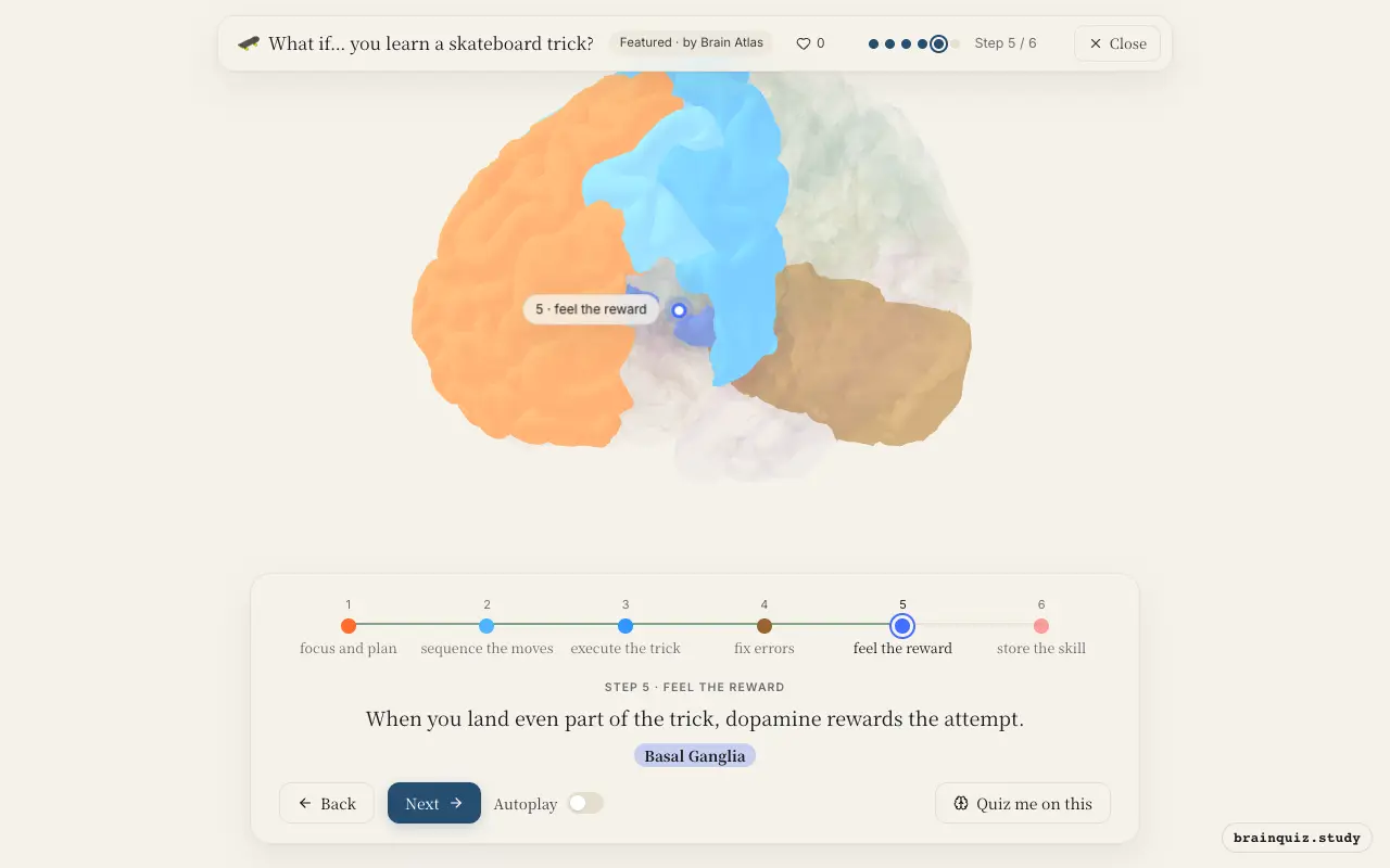 Step 5 of what happens in your brain when you learn a skateboard trick: Prefrontal Cortex, Premotor Cortex, Motor Cortex, Cerebellum, Basal Ganglia lit on the Brain Atlas 3D brain
