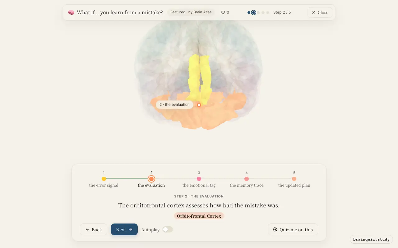Step 2 of what happens in your brain when you learn from a mistake: Anterior Cingulate Cortex, Orbitofrontal Cortex lit on the Brain Atlas 3D brain