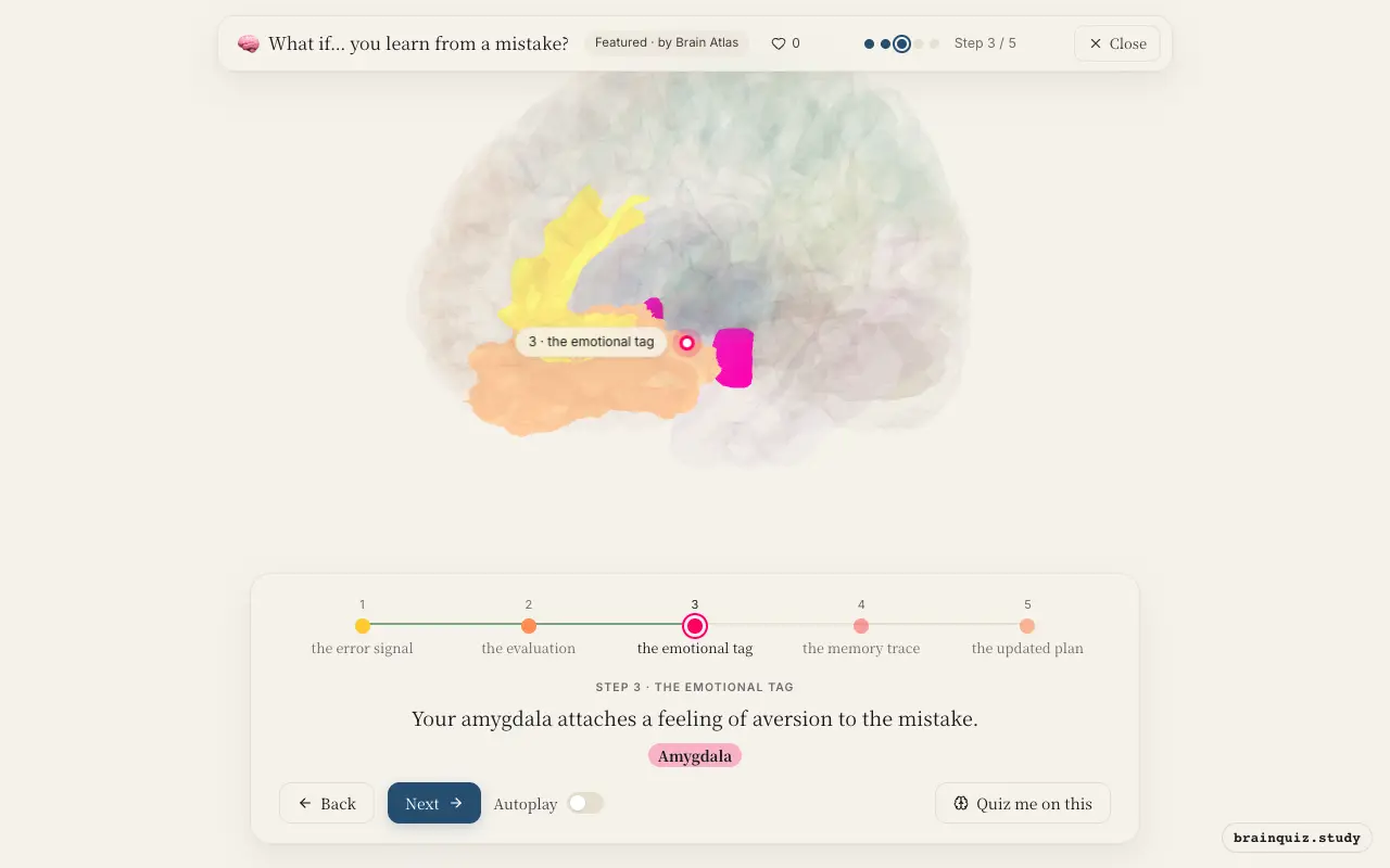 Step 3 of what happens in your brain when you learn from a mistake: Anterior Cingulate Cortex, Orbitofrontal Cortex, Amygdala lit on the Brain Atlas 3D brain