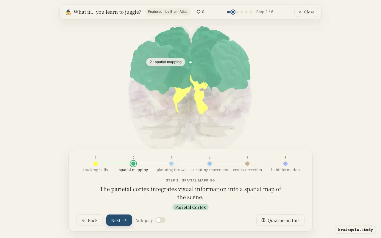 Step 2 of what happens in your brain when you learn to juggle: Visual Cortex, Parietal Cortex lit on the Brain Atlas 3D brain