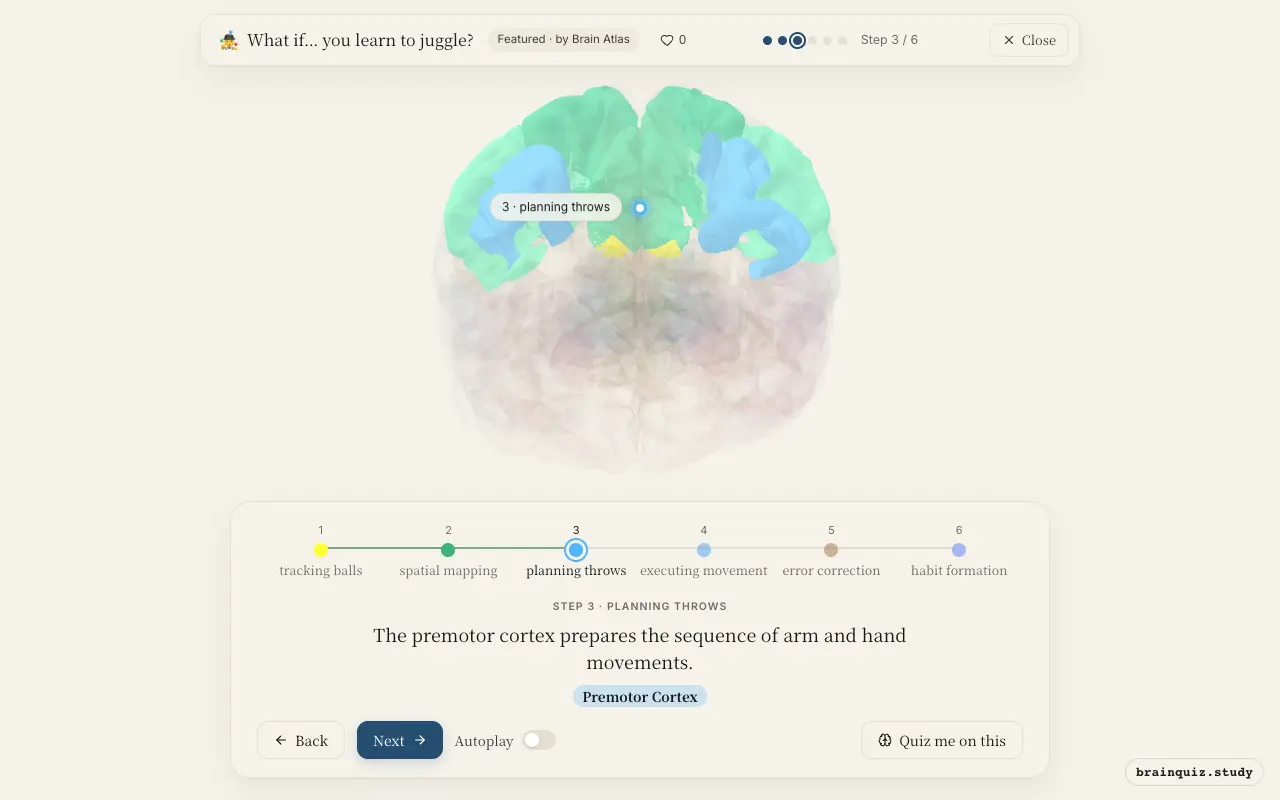 Step 3 of what happens in your brain when you learn to juggle: Visual Cortex, Parietal Cortex, Premotor Cortex lit on the Brain Atlas 3D brain
