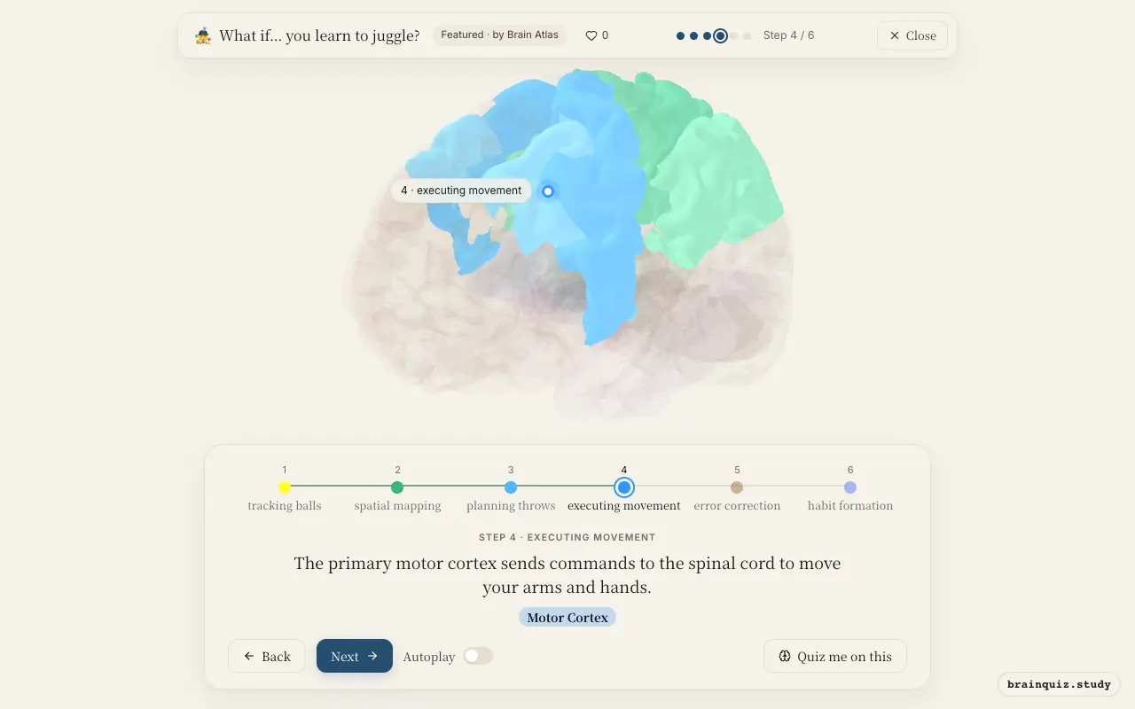 Step 4 of what happens in your brain when you learn to juggle: Visual Cortex, Parietal Cortex, Premotor Cortex, Motor Cortex lit on the Brain Atlas 3D brain
